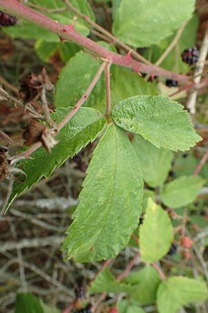 Rubus gracilis \ Haarst�ngelige Brombeere / Gracile Bramble, D Rheinstetten-Silberstreifen 14.8.2019