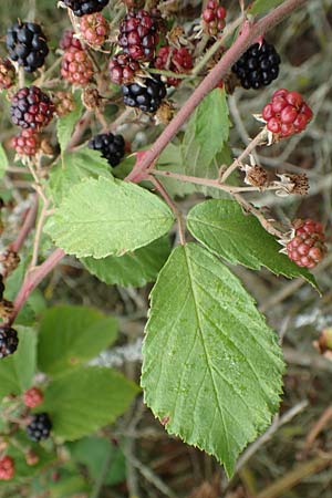 Rubus gracilis \ Haarst�ngelige Brombeere / Gracile Bramble, D Rheinstetten-Silberstreifen 14.8.2019