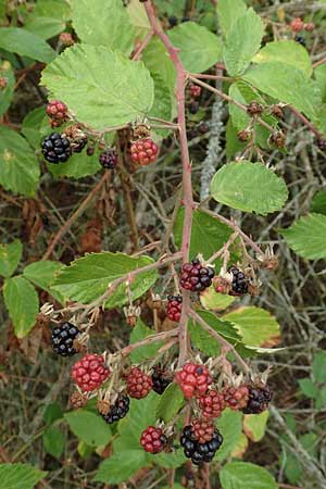 Rubus gracilis \ Haarst�ngelige Brombeere / Gracile Bramble, D Rheinstetten-Silberstreifen 14.8.2019