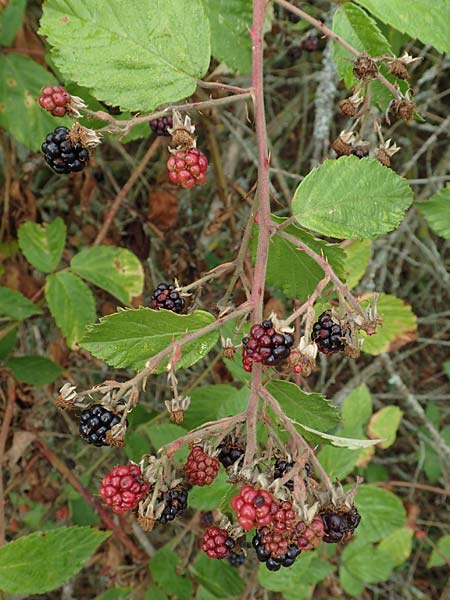 Rubus gracilis \ Haarst�ngelige Brombeere / Gracile Bramble, D Rheinstetten-Silberstreifen 14.8.2019