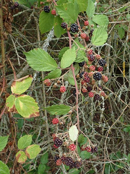 Rubus gracilis \ Haarst�ngelige Brombeere / Gracile Bramble, D Rheinstetten-Silberstreifen 14.8.2019