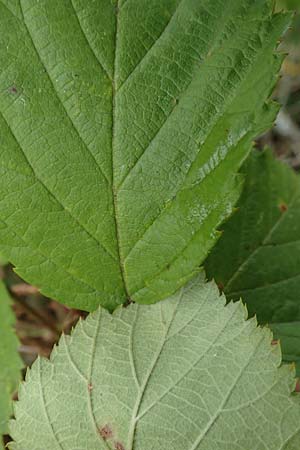 Rubus gracilis \ Haarst�ngelige Brombeere / Gracile Bramble, D Rheinstetten-Silberstreifen 14.8.2019