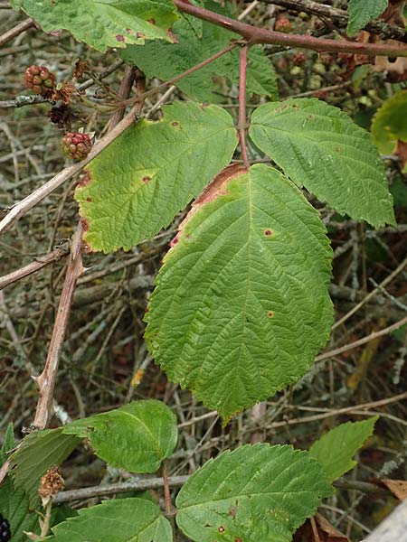 Rubus gracilis \ Haarst�ngelige Brombeere / Gracile Bramble, D Rheinstetten-Silberstreifen 14.8.2019