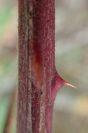 Rubus gracilis \ Haarst�ngelige Brombeere / Gracile Bramble, D Rheinstetten-Silberstreifen 14.8.2019