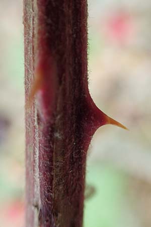 Rubus gracilis \ Haarst�ngelige Brombeere / Gracile Bramble, D Rheinstetten-Silberstreifen 14.8.2019