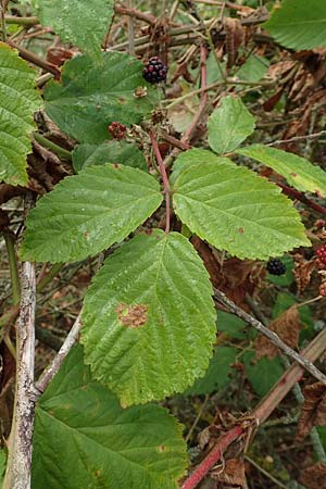 Rubus gracilis \ Haarst�ngelige Brombeere / Gracile Bramble, D Rheinstetten-Silberstreifen 14.8.2019