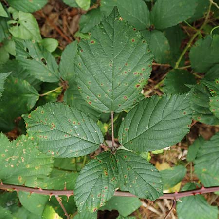 Rubus godronii ? \ Godrons Brombeere / Godron's Bramble, D Rheinstetten-Silberstreifen 14.8.2019