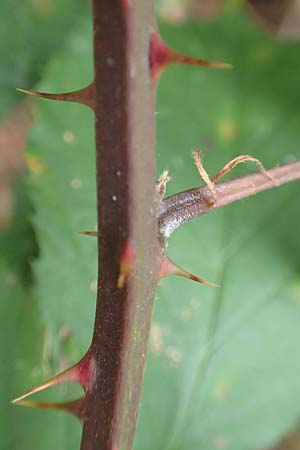 Rubus godronii ? \ Godrons Brombeere / Godron's Bramble, D Rheinstetten-Silberstreifen 14.8.2019