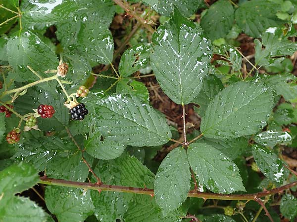 Rubus godronii \ Godrons Brombeere / Godron's Bramble, D Karlsruhe 14.8.2019