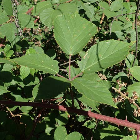 Rubus radula \ Raspel-Brombeere / File-Stemmed Bramble, D Eggenstein-Leopoldshafen 18.8.2019