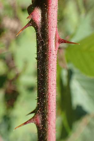 Rubus radula \ Raspel-Brombeere / File-Stemmed Bramble, D Eggenstein-Leopoldshafen 18.8.2019