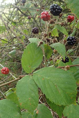 Rubus gracilis \ Haarst�ngelige Brombeere / Gracile Bramble, D Rheinstetten-Silberstreifen 18.8.2019