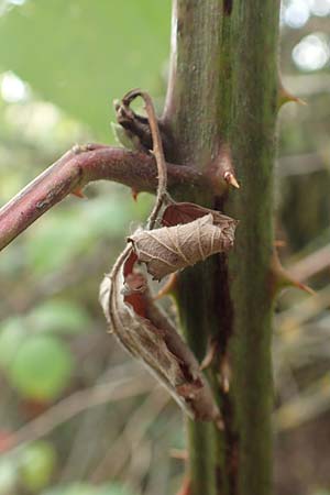 Rubus gracilis \ Haarst�ngelige Brombeere / Gracile Bramble, D Rheinstetten-Silberstreifen 18.8.2019