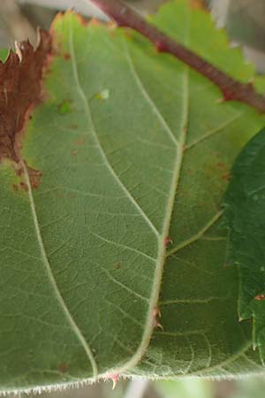 Rubus gracilis \ Haarst�ngelige Brombeere / Gracile Bramble, D Rheinstetten-Silberstreifen 18.8.2019
