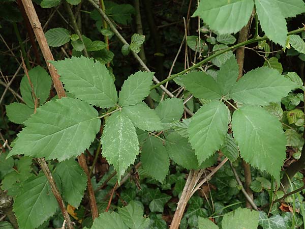 Rubus grabowskii \ Grabowskis Brombeere / Grabowski's Bramble, D Pfinztal-Berghausen 20.8.2019
