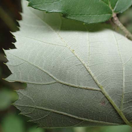 Rubus grabowskii \ Grabowskis Brombeere / Grabowski's Bramble, D Pfinztal-Berghausen 20.8.2019