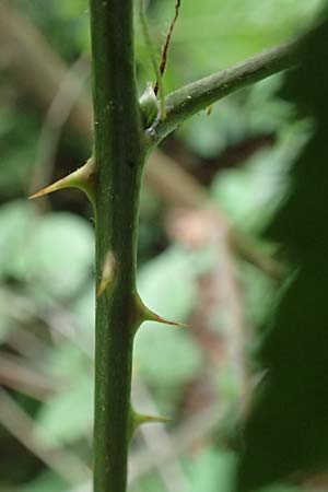 Rubus grabowskii \ Grabowskis Brombeere / Grabowski's Bramble, D Pfinztal-Berghausen 20.8.2019