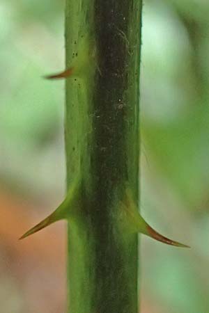 Rubus grabowskii \ Grabowskis Brombeere / Grabowski's Bramble, D Pfinztal-Berghausen 20.8.2019