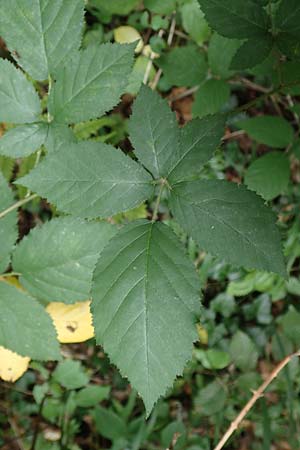 Rubus grabowskii \ Grabowskis Brombeere / Grabowski's Bramble, D Pfinztal-Berghausen 11.9.2019
