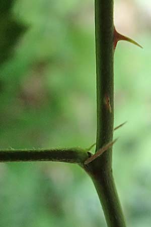 Rubus grabowskii \ Grabowskis Brombeere / Grabowski's Bramble, D Pfinztal-Berghausen 11.9.2019
