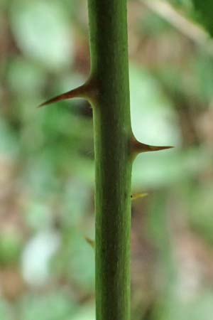 Rubus grabowskii \ Grabowskis Brombeere / Grabowski's Bramble, D Pfinztal-Berghausen 11.9.2019