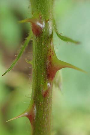 Rubus gothicus \ Gotische Brombeere / Gothic Bramble, D Greifenstein-Holzhausen 22.6.2020