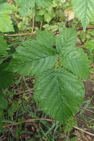 Rubus gothicus \ Gotische Brombeere / Gothic Bramble, D Hohenahr-Hohensolms 22.6.2020