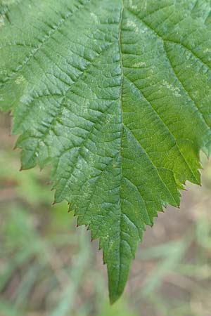 Rubus gothicus \ Gotische Brombeere / Gothic Bramble, D Hohenahr-Hohensolms 22.6.2020