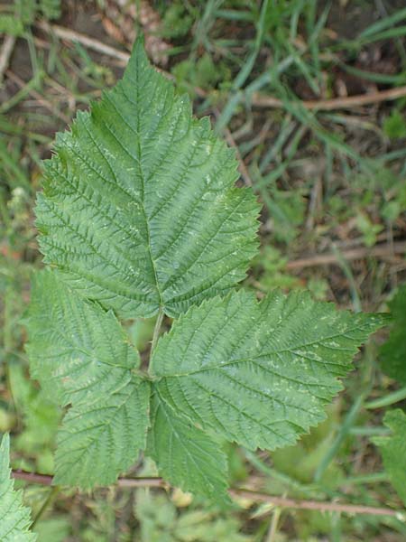 Rubus gothicus \ Gotische Brombeere / Gothic Bramble, D Hohenahr-Hohensolms 22.6.2020