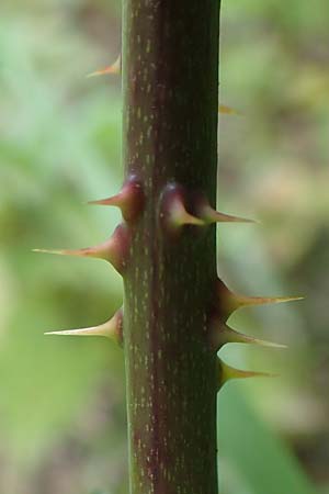 Rubus gothicus \ Gotische Brombeere / Gothic Bramble, D Hohenahr-Hohensolms 22.6.2020