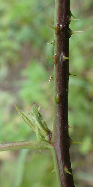 Rubus gothicus \ Gotische Brombeere / Gothic Bramble, D Hohenahr-Hohensolms 22.6.2020