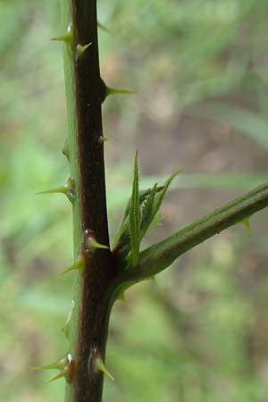 Rubus gothicus \ Gotische Brombeere / Gothic Bramble, D Hohenahr-Hohensolms 22.6.2020