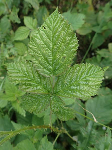 Rubus gothicus \ Gotische Brombeere / Gothic Bramble, D Hohenahr-Hohensolms 22.6.2020