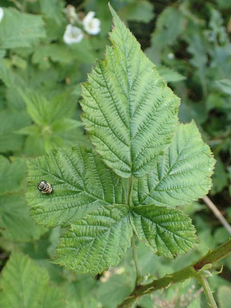 Rubus gothicus \ Gotische Brombeere / Gothic Bramble, D Hohenahr-Hohensolms 22.6.2020
