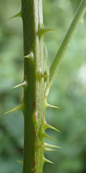 Rubus gothicus \ Gotische Brombeere / Gothic Bramble, D Hohenahr-Hohensolms 22.6.2020