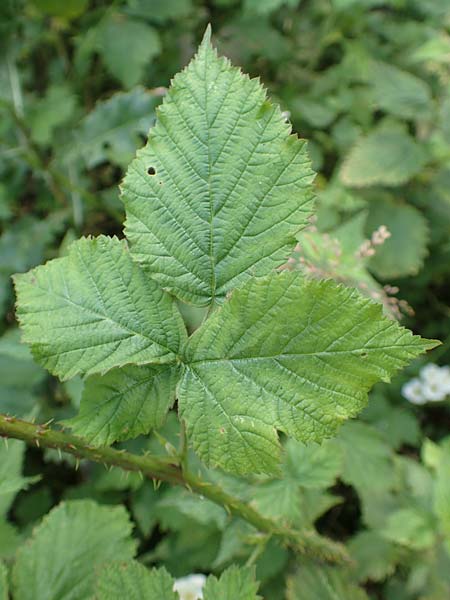 Rubus gothicus \ Gotische Brombeere / Gothic Bramble, D Hohenahr-Hohensolms 22.6.2020