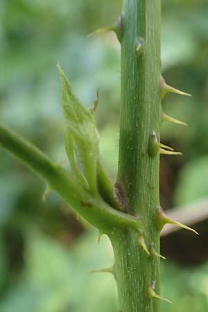 Rubus gothicus \ Gotische Brombeere / Gothic Bramble, D Hohenahr-Hohensolms 22.6.2020