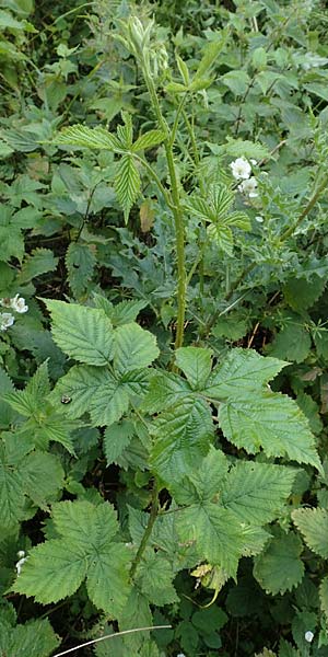 Rubus gothicus \ Gotische Brombeere / Gothic Bramble, D Hohenahr-Hohensolms 22.6.2020