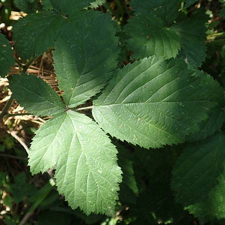 Rubus grabowskii \ Grabowskis Brombeere / Grabowski's Bramble, D Biebertal-Fellingshausen 22.6.2020