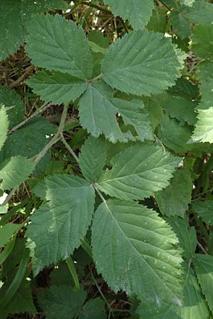 Rubus grabowskii \ Grabowskis Brombeere / Grabowski's Bramble, D Biebertal-Fellingshausen 22.6.2020