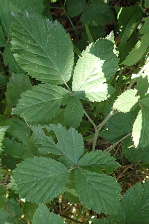 Rubus grabowskii \ Grabowskis Brombeere / Grabowski's Bramble, D Biebertal-Fellingshausen 22.6.2020