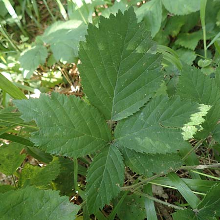 Rubus grabowskii \ Grabowskis Brombeere / Grabowski's Bramble, D Biebertal-Fellingshausen 22.6.2020