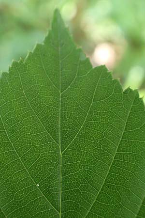Rubus grabowskii \ Grabowskis Brombeere / Grabowski's Bramble, D Biebertal-Fellingshausen 22.6.2020