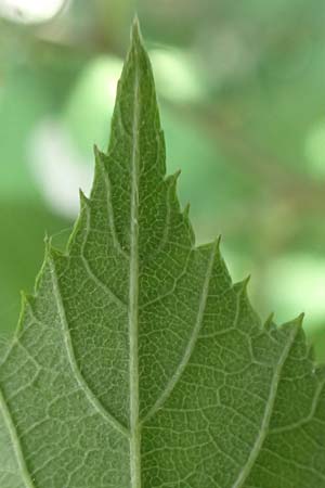 Rubus grabowskii \ Grabowskis Brombeere / Grabowski's Bramble, D Biebertal-Fellingshausen 22.6.2020