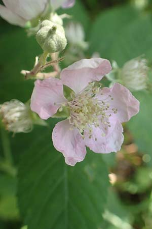 Rubus grabowskii \ Grabowskis Brombeere / Grabowski's Bramble, D Biebertal-Fellingshausen 22.6.2020