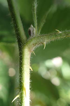 Rubus grabowskii \ Grabowskis Brombeere / Grabowski's Bramble, D Biebertal-Fellingshausen 22.6.2020