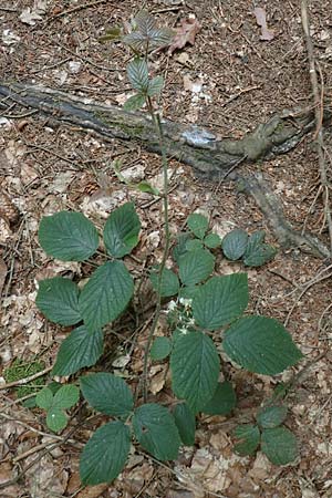 Rubus hercynicus ? \ Harzer Brombeere / Harz Bramble, D Biebertal-Fellingshausen 22.6.2020