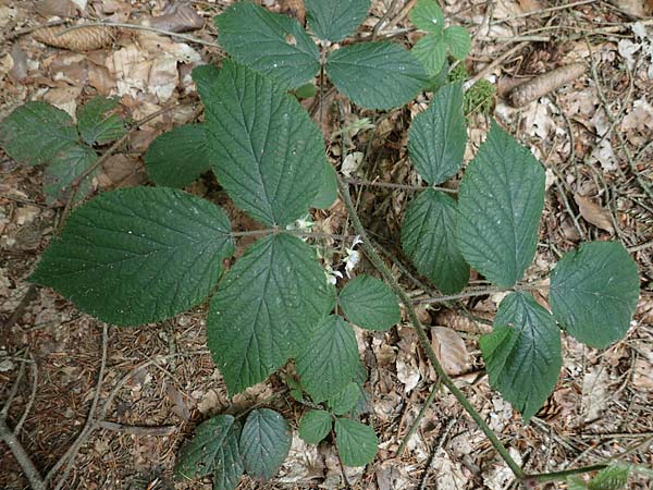 Rubus hercynicus ? \ Harzer Brombeere / Harz Bramble, D Biebertal-Fellingshausen 22.6.2020