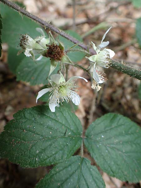 Rubus hercynicus ? \ Harzer Brombeere / Harz Bramble, D Biebertal-Fellingshausen 22.6.2020