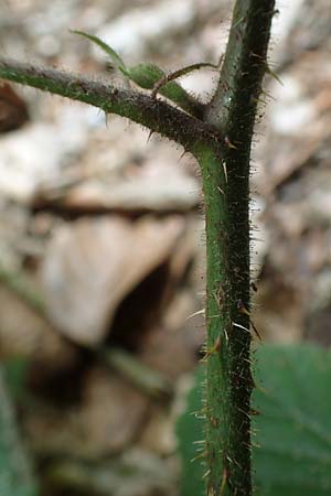 Rubus hercynicus ? \ Harzer Brombeere / Harz Bramble, D Biebertal-Fellingshausen 22.6.2020